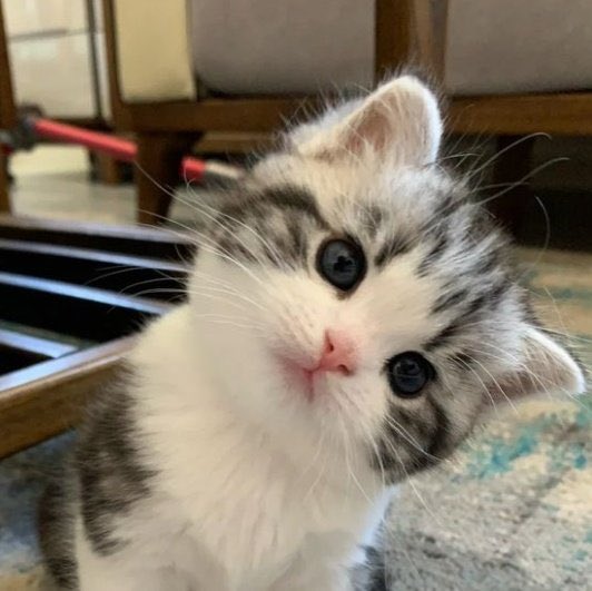 🐈 ⁺⁸² tweet media