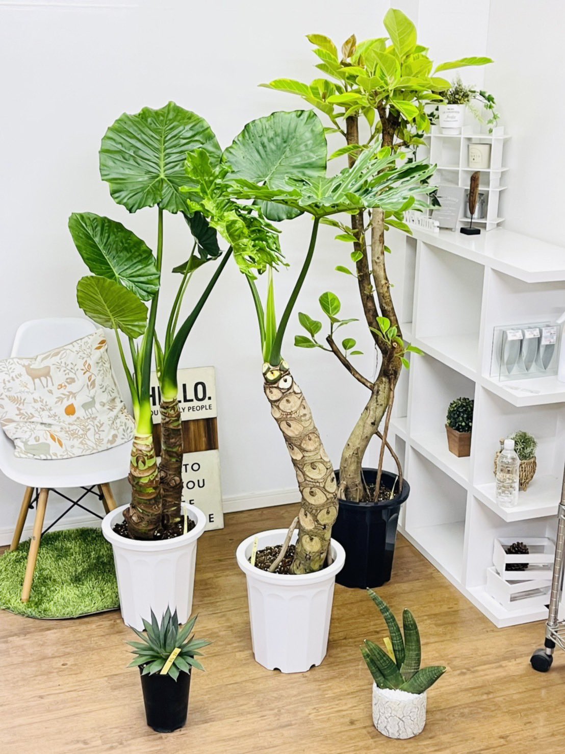 観葉植物のお店 E Ran Eran002 Twitter