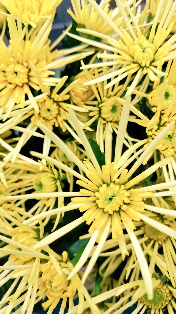 中村生花店 Twitter Search Twitter