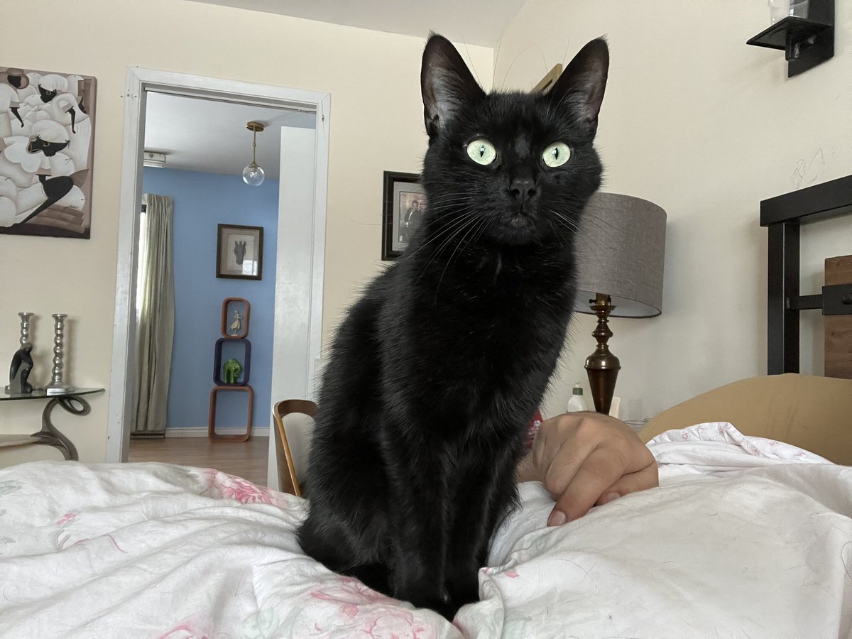 growingtheGAYup's tweet photo. @nxt_McQueen They’re adorable!!!!!’ Look at our kitty Becky https://t.co/w4Cuf3DUmA