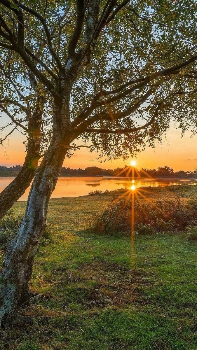 NatureDevotee1's tweet photo. Good Morning Everyone!! 🌻 ☘ 💛 https://t.co/Ppd1XKSTsV