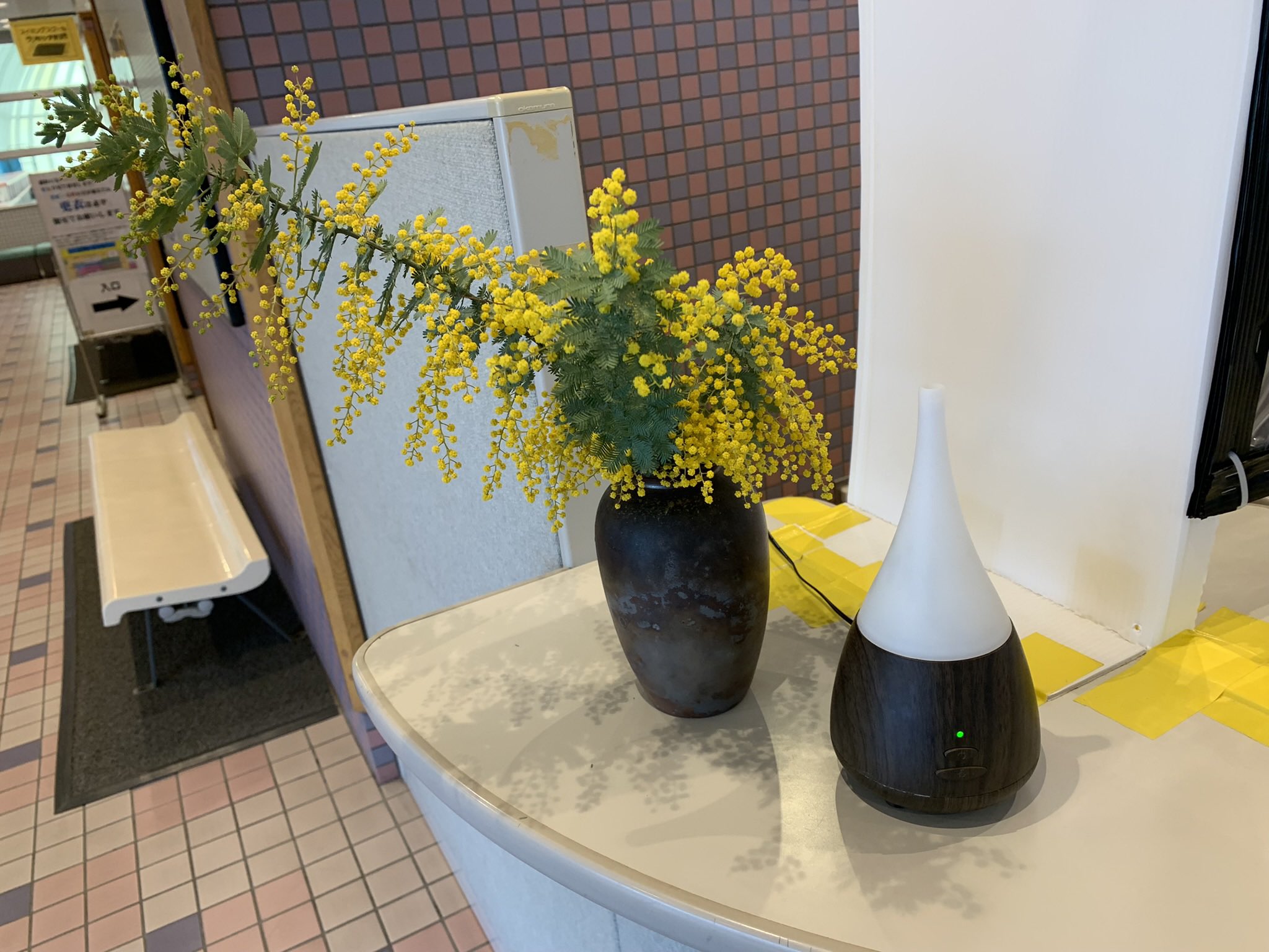 備前市総合運動公園温水プール シーサイドプールびぜん プール受付にてミモザの花が咲いて飾ってあります いよいよ3月 4月の暖かい季節になってきたなと実感しますね 3月 岡山県 水泳 花 ミモザ 春 プール 温水プール 備前 備前市