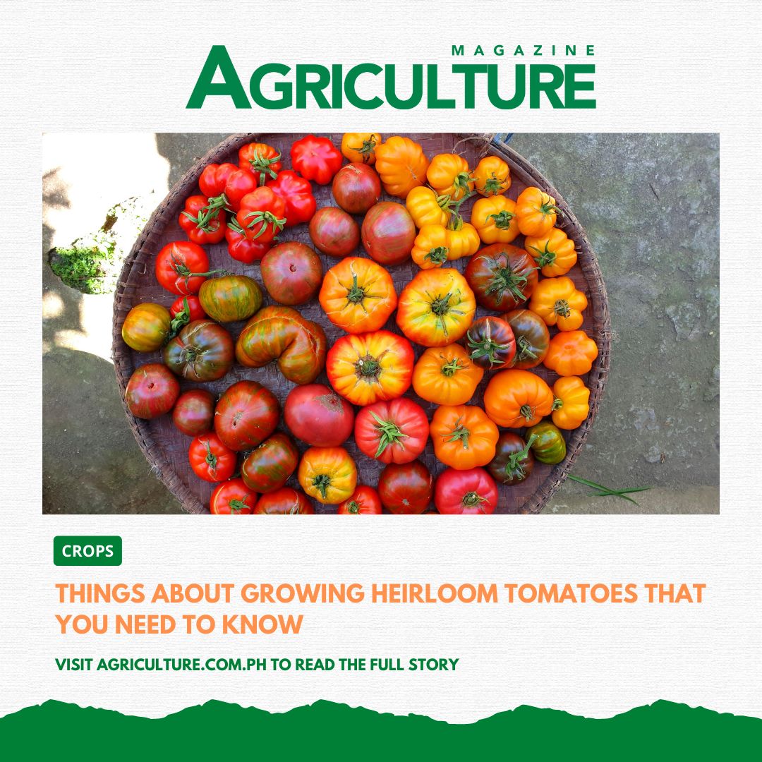 manilabulletin's tweet image. Planning to grow heirloom tomatoes? Here are some things that you need to know first! 

Read: mb.com.ph/2022/03/17/thi… 

#heirloomtomatoes #agriculture #growingguide #agricultureonline