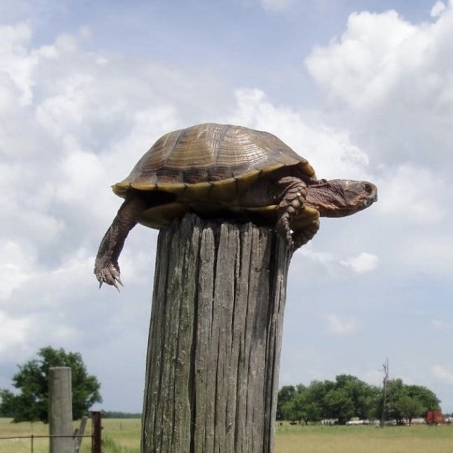 P2E_Daily's tweet photo. 1/2 Giveaway, 1000 $SLP.

No turtle ever made on the fence post alone.

To celebrate our 35K follower milestone, we will do a giveaway to honor the team behind @ApeArmyGuild 's current and future success.

Hit like RT, tag 3 friends in the comment

and follow my team. https://t.co/1uU5ipCVDi