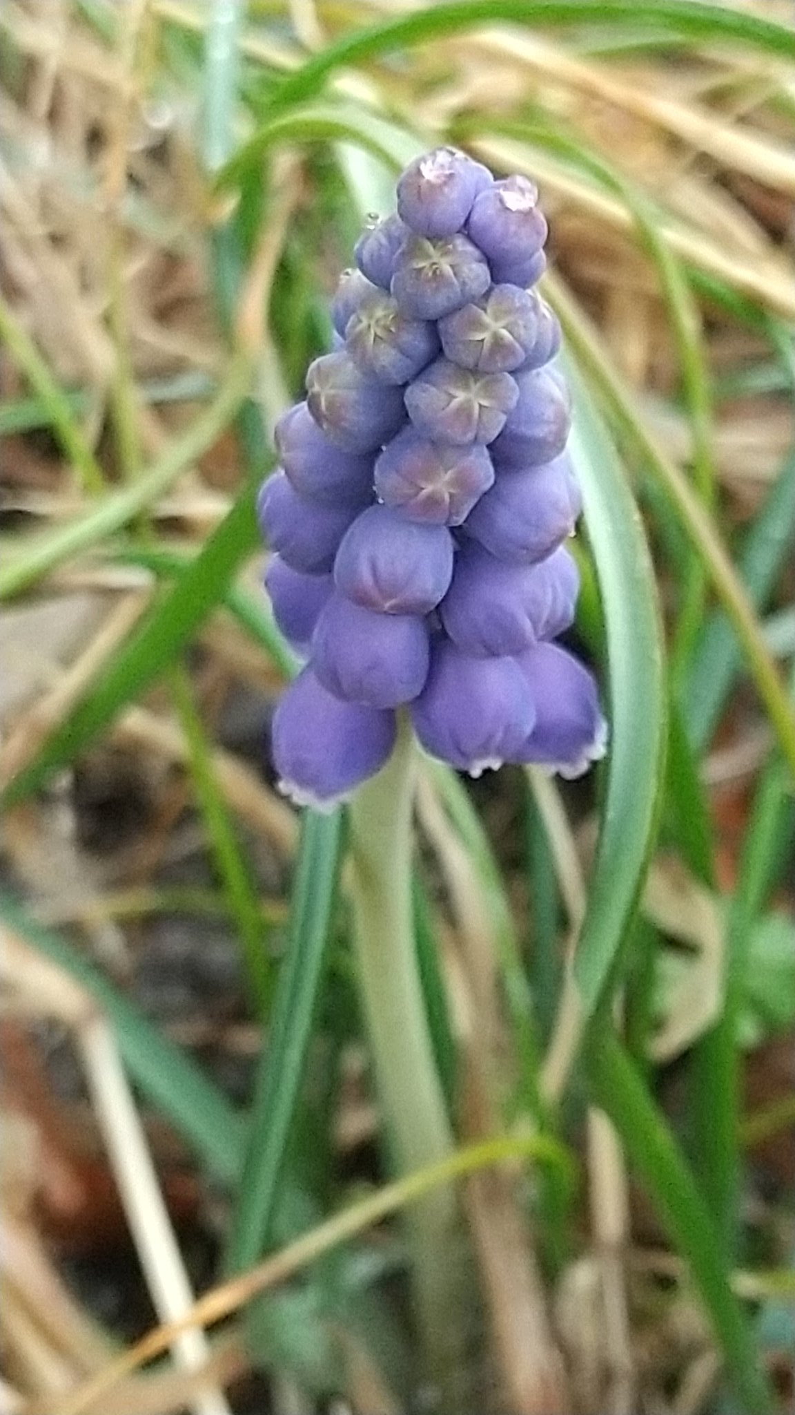 ちょもちん 自称 森林環境活動家 明らかに在来種ではないだろうオーラを放つ花が咲いています 名前は ムスカリ と言います 地中海地方原産でギリシャ語の 麝香 じゃこう が名前の由来 園芸種から野原に漏れ今や環境省の外来種リストにも記載され ちょもちん 自称 森林環境活動家 明らかに在来種ではないだろうオーラを放つ花が咲いています 名前は ムスカリ と言います 地中海地方原産でギリシャ語の 麝香 じゃこう が名前の由来 園芸種から野原に漏れ今や環境省の外来種リストにも記載され