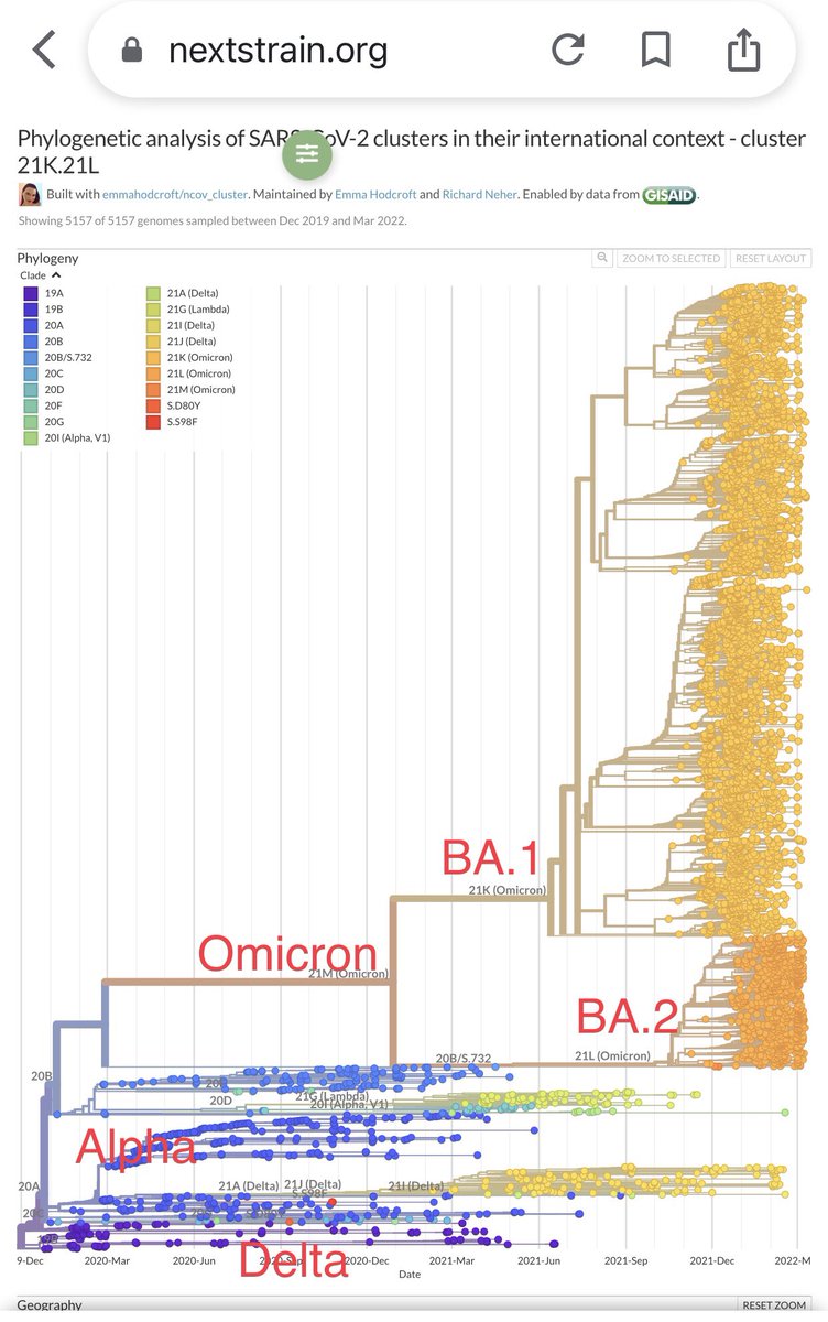 BA.2 is also known as 21L. 

Omicron (21M) includes BA.1 (21K) and BA.2 (21L), and a few others. 

This graphic explains the genetic overlap between BA.2 and BA.1, and the differences. 

Thanks to @firefoxx66 @arambaut 

1/2

covariants.org/variants/21L.O…