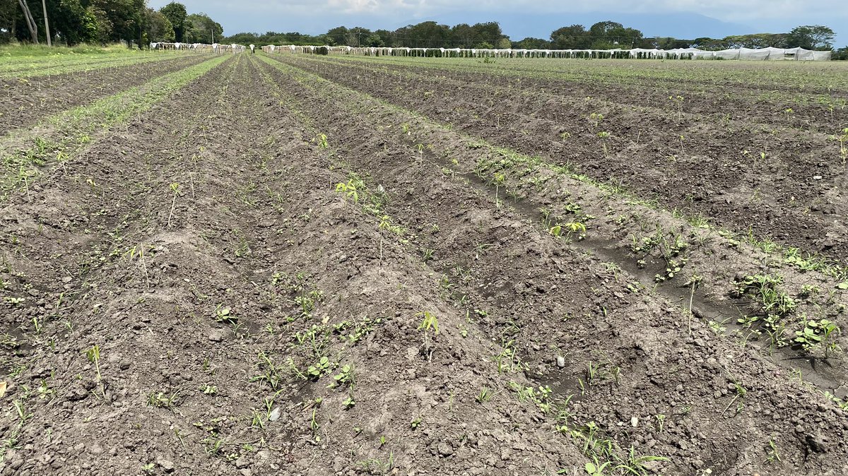Jonathan Newby (@jononewby) on Twitter photo Getting improved 🧬 🌱 germplasm into farmers ✋ quickly and at low cost. Visit to the <a href="/BiovIntCIAT_eng/">Alliance of Bioversity International and CIAT</a> #cassava #tissueculture #seedsystem group in 🇨🇴 distributing out improved germplasm to #partners and developing #innovative solutions. Getting improved 🧬 🌱 germplasm into farmers ✋ quickly and at low cost. Visit to the <a href="/BiovIntCIAT_eng/">Alliance of Bioversity International and CIAT</a> #cassava #tissueculture #seedsystem group in 🇨🇴 distributing out improved germplasm to #partners and developing #innovative solutions.