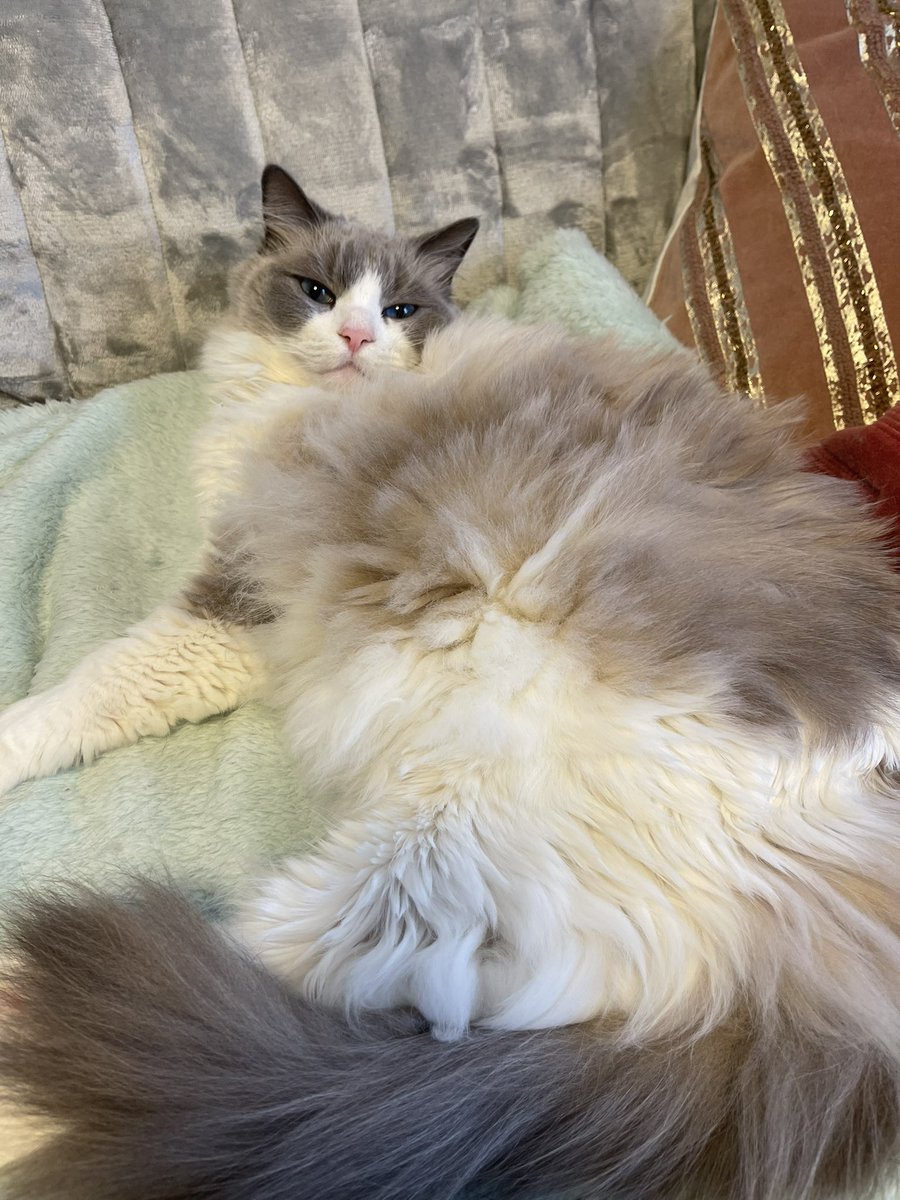 halna87's tweet photo. おはよう☀
今日は少し寒いねー🥺

#ラグドール
#猫好き https://t.co/8kWiiQAspL