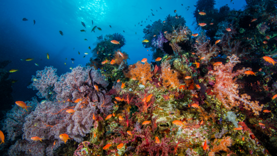 @GlobalFundCoral approved 2 programs, 1 focused on the #MesoamericanReef region. We are proud and honored to be part of these initiatives that seek to support #reefconservation, sustainable solution and reef-positive interventions. @MAR_Fund

bit.ly/3CPyWve