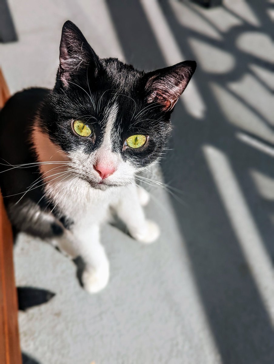 lindsguist's tweet photo. The runt of the litter, all grown up! 💜 So grateful for the @TEAMCATRESCUECA foster families that hand-reared this guy and his litter after their momma cat rejected them. Can't imagine life without this guy and his brother anymore. #CatsOfTwitter #tuxedocats #AdoptDontShop https://t.co/qG4De8uiHu
