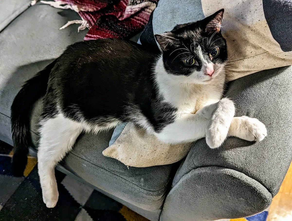 lindsguist's tweet photo. The runt of the litter, all grown up! 💜 So grateful for the @TEAMCATRESCUECA foster families that hand-reared this guy and his litter after their momma cat rejected them. Can't imagine life without this guy and his brother anymore. #CatsOfTwitter #tuxedocats #AdoptDontShop https://t.co/qG4De8uiHu