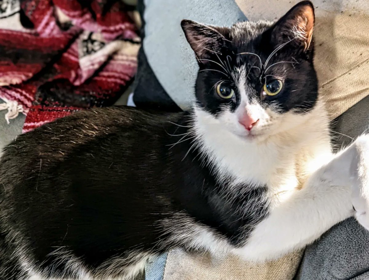 lindsguist's tweet photo. The runt of the litter, all grown up! 💜 So grateful for the @TEAMCATRESCUECA foster families that hand-reared this guy and his litter after their momma cat rejected them. Can't imagine life without this guy and his brother anymore. #CatsOfTwitter #tuxedocats #AdoptDontShop https://t.co/qG4De8uiHu