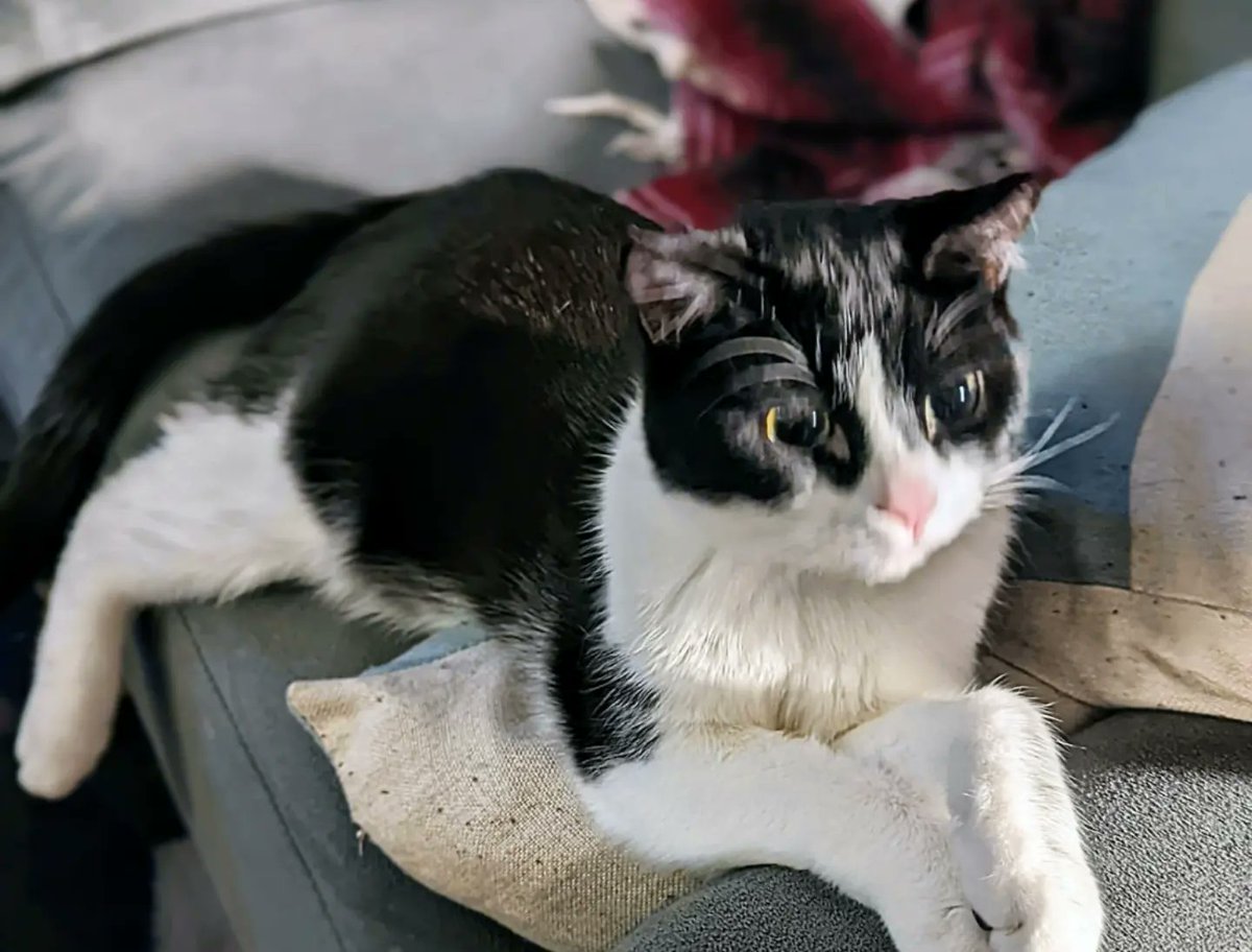 lindsguist's tweet photo. The runt of the litter, all grown up! 💜 So grateful for the @TEAMCATRESCUECA foster families that hand-reared this guy and his litter after their momma cat rejected them. Can't imagine life without this guy and his brother anymore. #CatsOfTwitter #tuxedocats #AdoptDontShop https://t.co/qG4De8uiHu