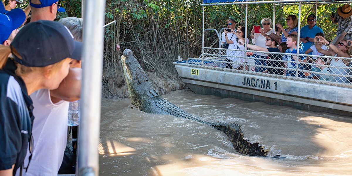 HumptyDooBarra's tweet image. 🐊📸 One of our colourful local characters showing off for the cameras. You can’t really appreciate the power of these creatures until you’ve seen them hurling their entire body out of the water like a rocket. Bear in mind this guy is over 7m long and weighs over 1,000kg!