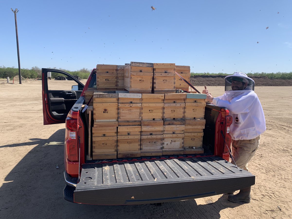 Entomology student Adam Ware removes bees and brood from WSU research colonies following almond pollination in California.  The bees are placed in 5-frame mating “nucleus” colonies, loaded on a truck and moved to an isolated mating yard location for queen production.