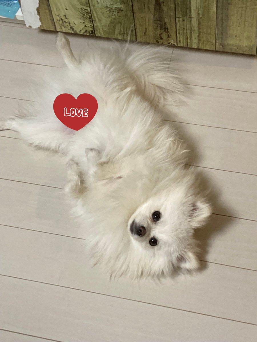 ポメラニアンのぽめぞう (@pomezk) / Posts / X