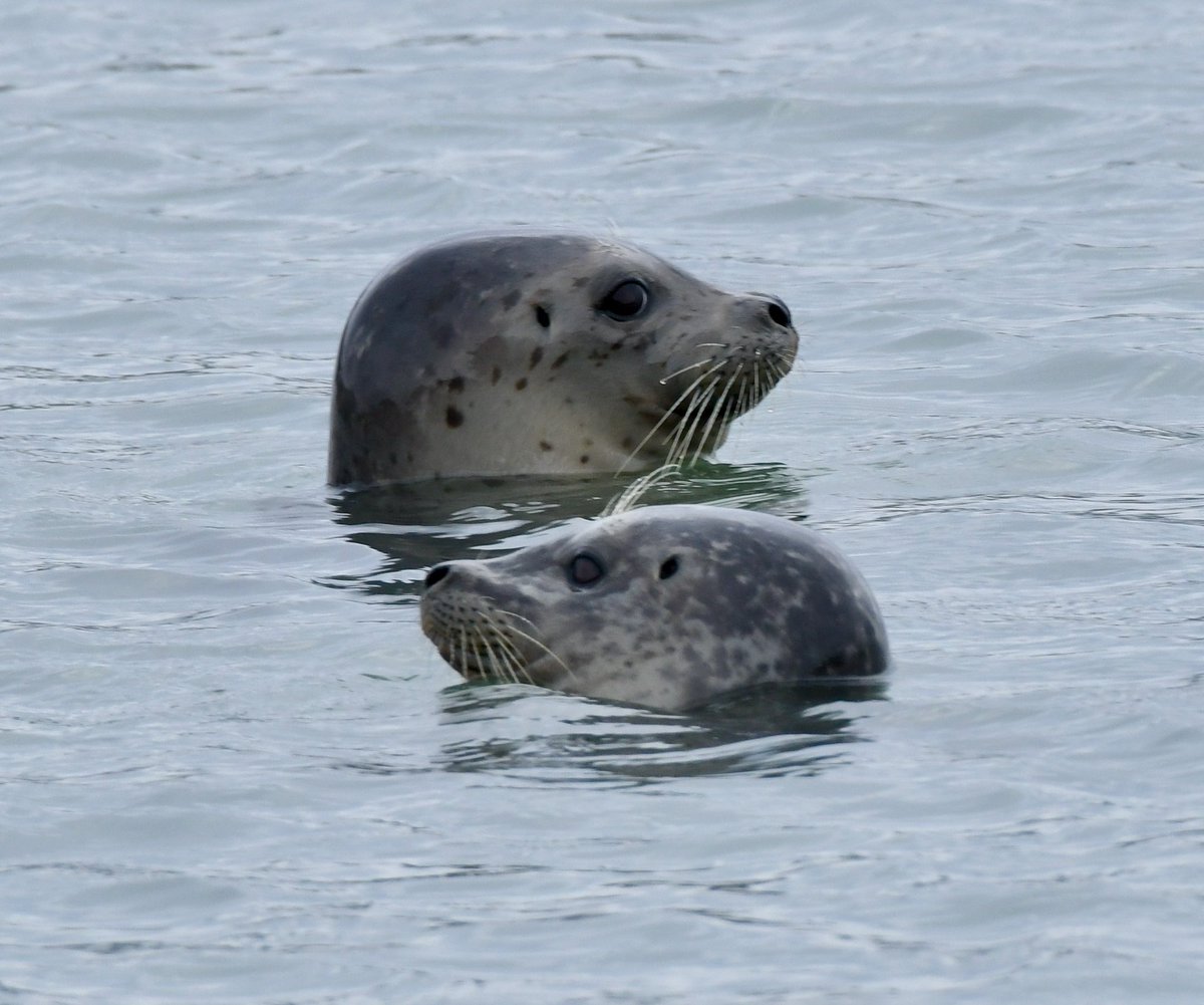 AdamDClovermist's tweet photo. Day 5 of #Naturetrektailormade tour to California started with an unusual shore-based Black-footed Albatross! Then we went north over Golden Gate Bridge to Point Reyes where Tule Elk and Harbor Seal gave good views. Great Horned Owl and Gray Fox ended the day! @naturetrektours https://t.co/6EjCmIloXT