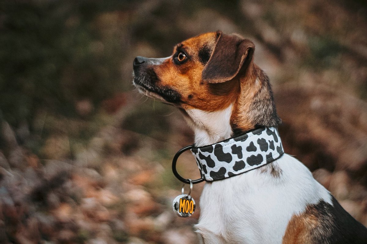 Appalachian Paws tweet media