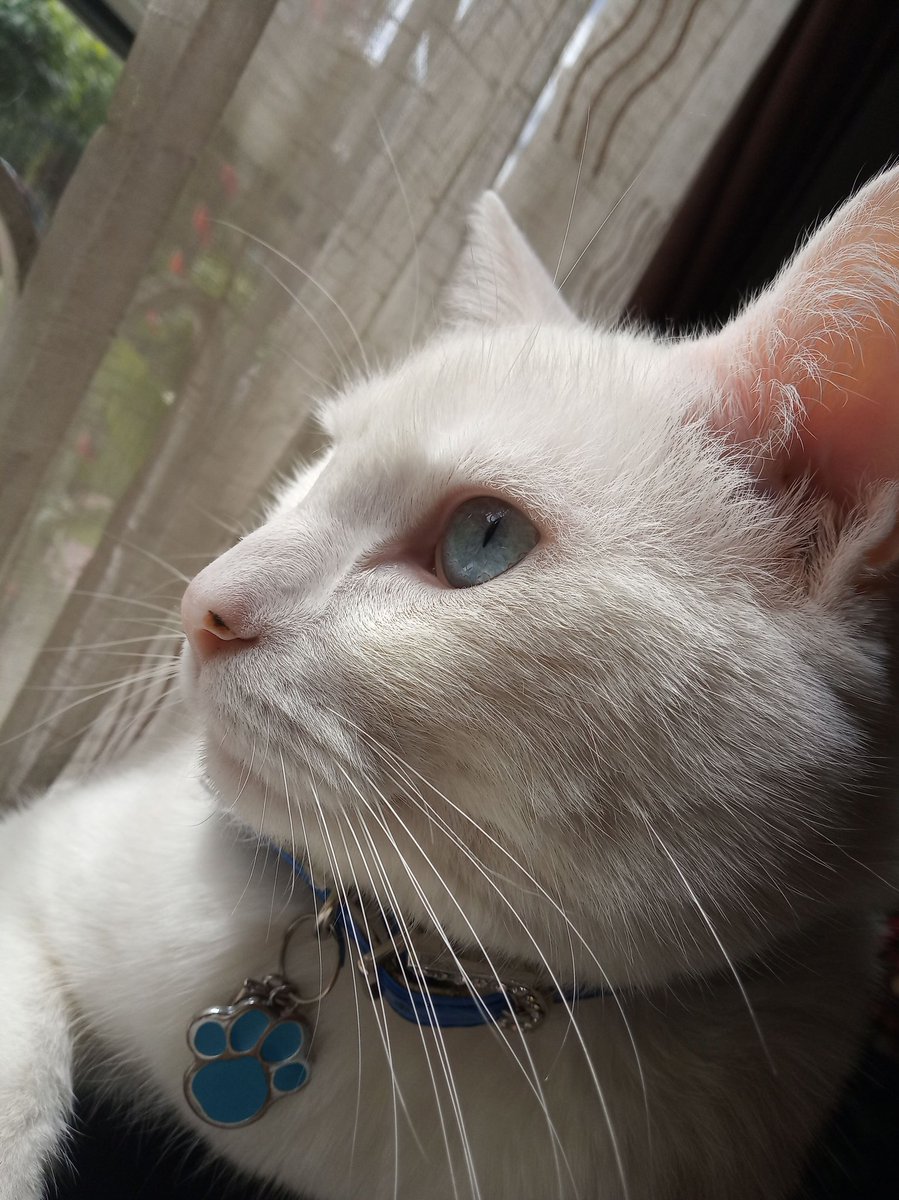 nao1ax's tweet photo. @95rn16 They're my cats 😁 https://t.co/zf3QwtcNsg
