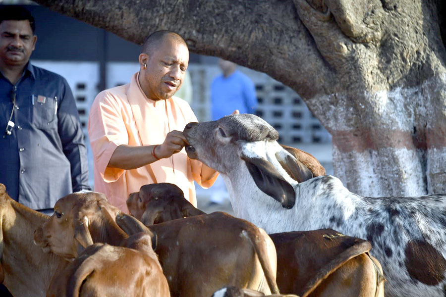 GorakhnathMndr's tweet photo. गोरक्षपीठाधीश्वर, महंत श्री @myogiadityanath जी महाराज ने आज प्रातः श्री गोरखनाथ मंदिर परिसर स्थित गोशाला में ग��माता की सेवा करते हुए चराचर जगत के कल्याण हेतु प्रार्थना की। https://t.co/cYCuvONMNW