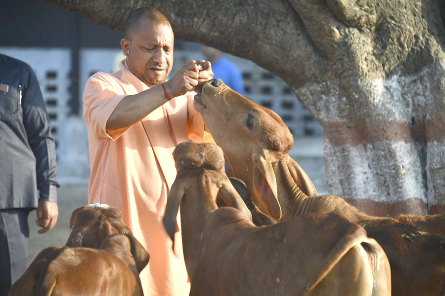 GorakhnathMndr's tweet photo. गोरक्षपीठाधीश्वर, महंत श्री @myogiadityanath जी महाराज ने आज प्रातः श्री गोरखनाथ मंदिर परिसर स्थित गोशाला में ग��माता की सेवा करते हुए चराचर जगत के कल्याण हेतु प्रार्थना की। https://t.co/cYCuvONMNW
