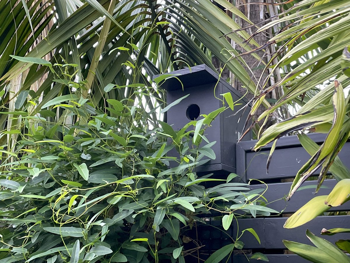 JoOttey's tweet photo. This is the bird box in my garden, pretty normal right? Until you zoom in to see what’s living in it……I couldn’t be happier 🐸
#lovenature #frogslife #frog https://t.co/NPZLxB6djt