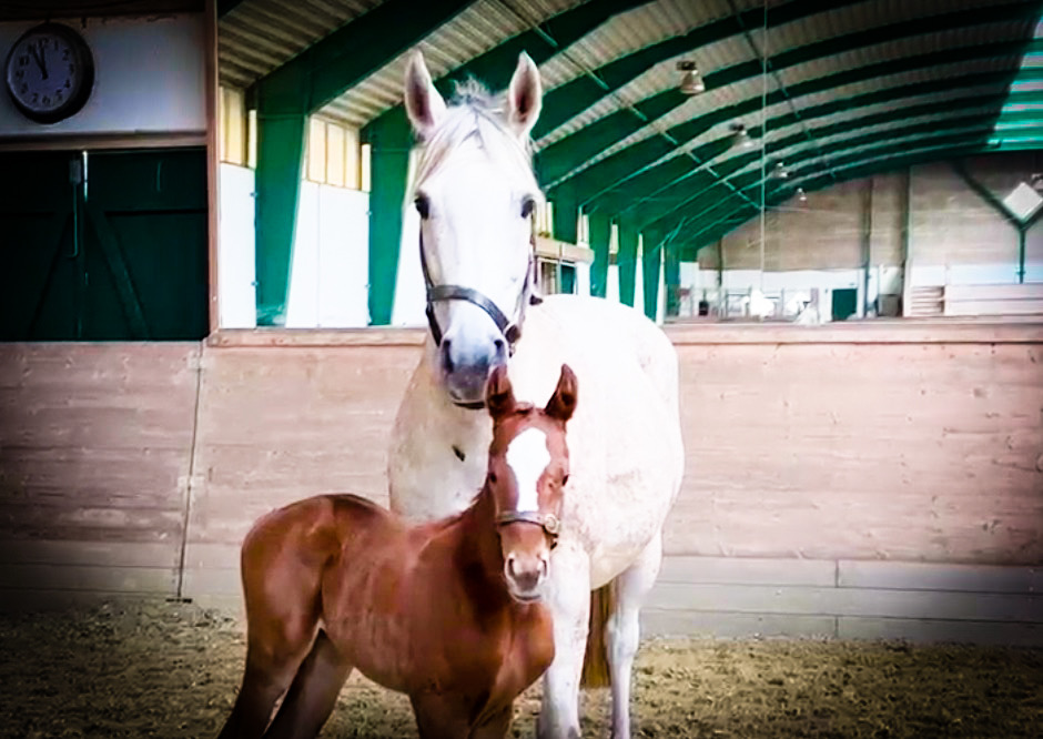 Goffs Scandinavia tweet media