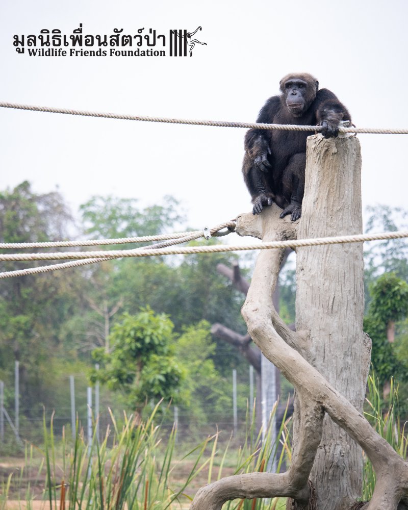WFFThailand's tweet image. #Rescued #chimpanzee, Canoe, overlooking his kingdom 💚 If you haven't seen it already, watch Canoe's heartbreaking journey to WFFT &amp;gt; youtu.be/rfEFUWtLYMk

#wildlife #GreatApe #Thailand #sanctuary #primate #NotAPet