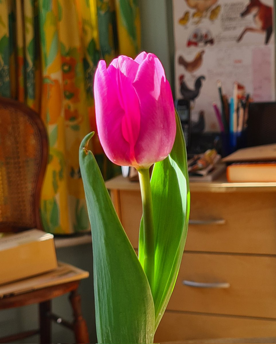 Alirich0's tweet photo. My fat ginger cat crashed into my tulips and snapped one clean off. I was not impressed. However watching it slowly unfurl indoors has been delightful. Here it is catching the early morning sun. #BringingTheOutsideIn https://t.co/6CwsEetVMp