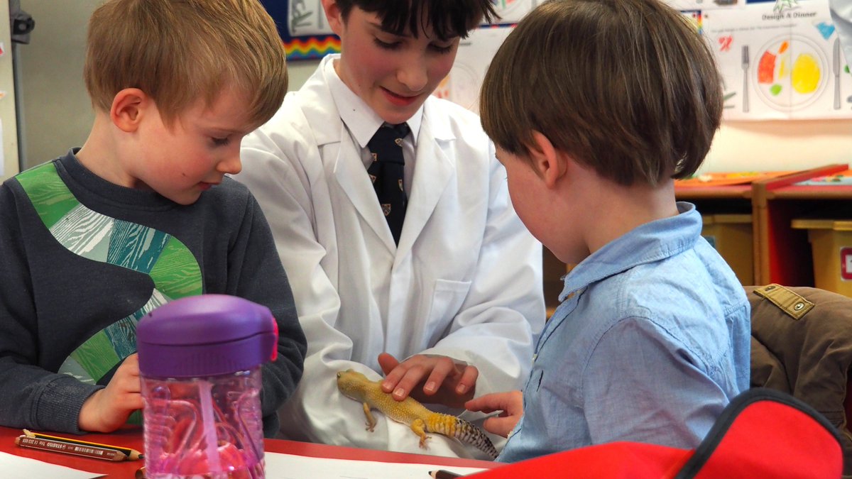 NCSOxford's tweet image. Year 8 did a fantastic job teaching Pre-Prep how rockets work, and about geckos and their habitat! 👏👏👏🚀🦎
#STEM #BritishScienceWeek2022