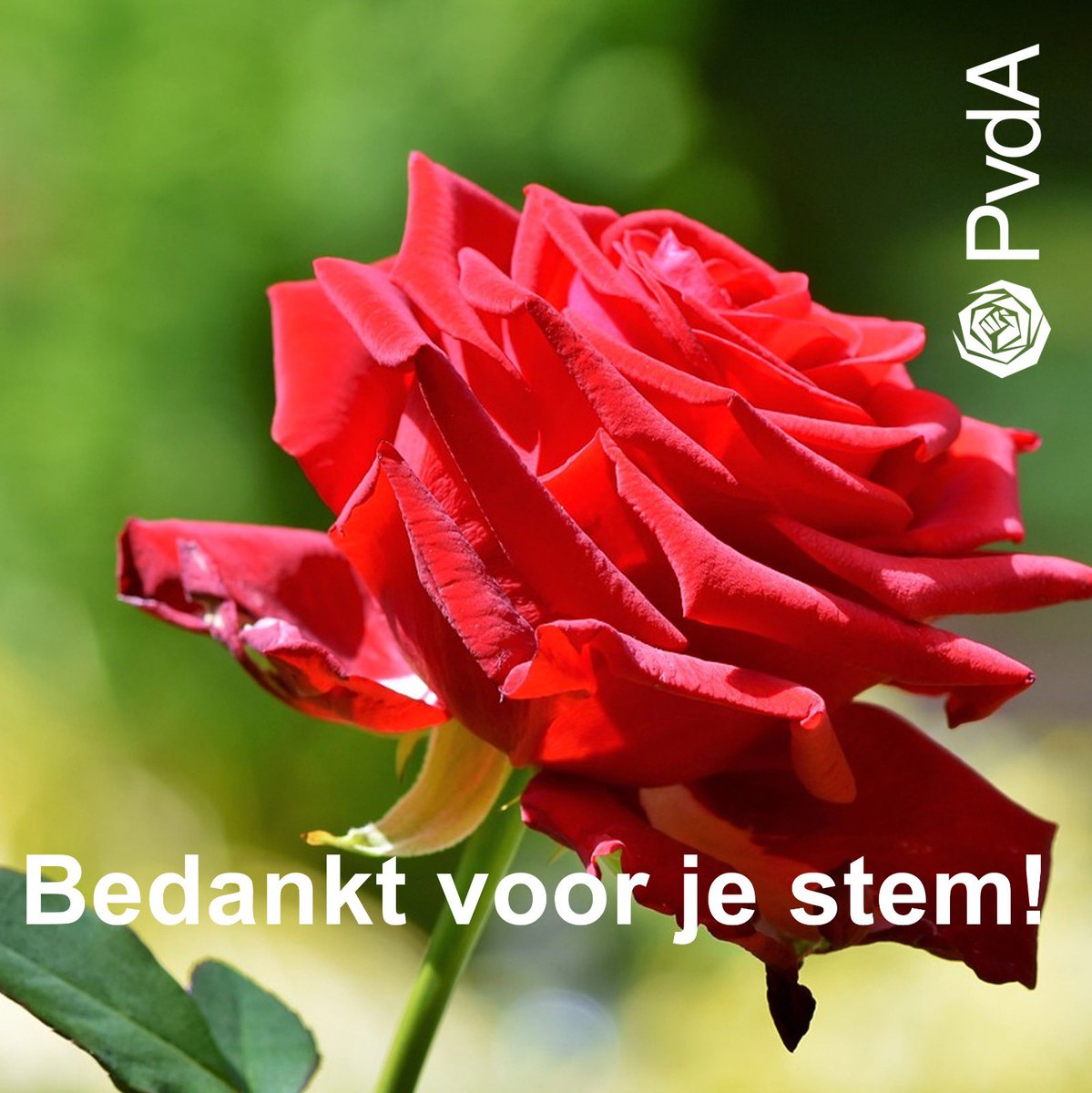 PvdAVenray's tweet photo. Wij willen graag iedereen bedanken voor hun stem! Wij hebben ruim 1 zetel, met bijna 300 stemmen meer, dat voelt goed🌹

Daarbij willen wij ook graag @VENRAYLokaal feliciteren🌹 wat een prestatie hebben jullie neergezet! https://t.co/2Zvzkgbzln