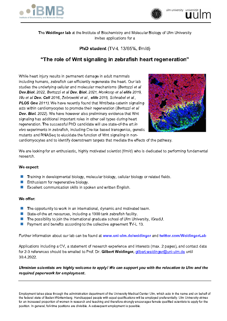 We are looking for a PhD to study Wnt signaling in zebrafish heart regeneration. DM or email if interested. Please RT.
#zebrafish #Wnt #regeneration