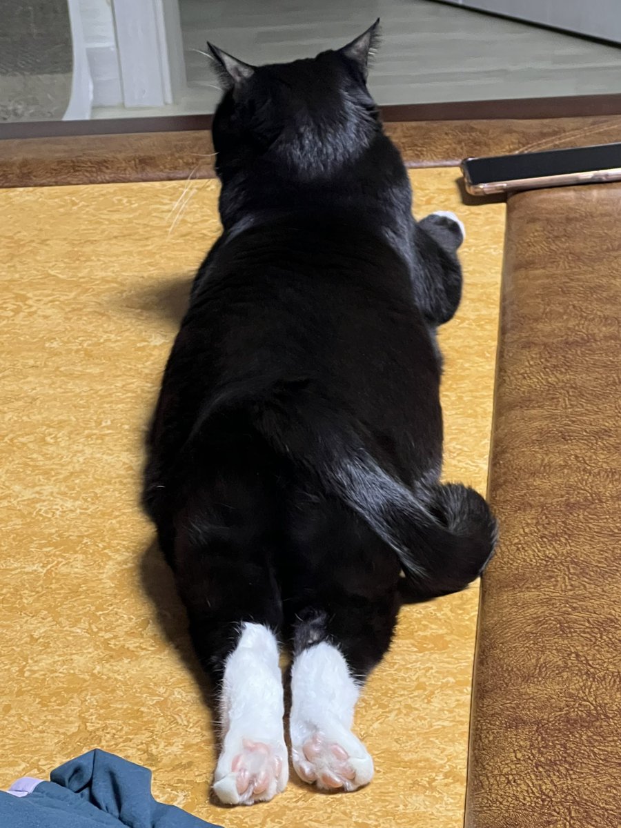 beatdead22's tweet image. 우리 고양이 젤리가 귀엽다는 이유로 RT되고 싶다