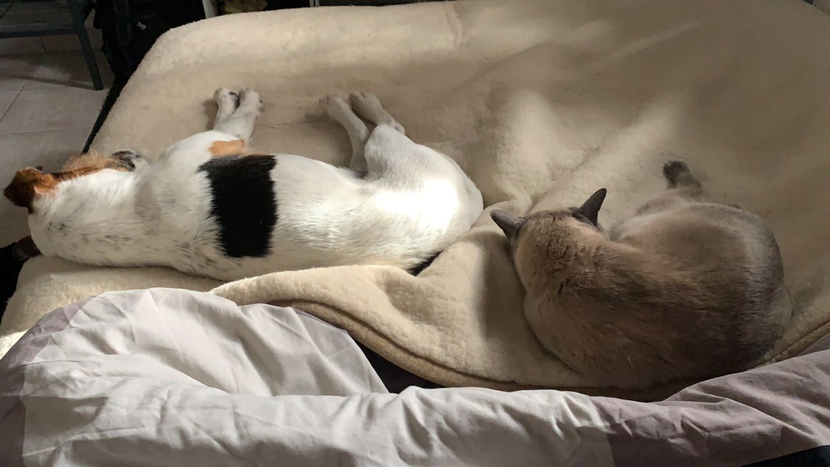 Cozy croissants 
#dogsoftwitter #CatsofTwittter