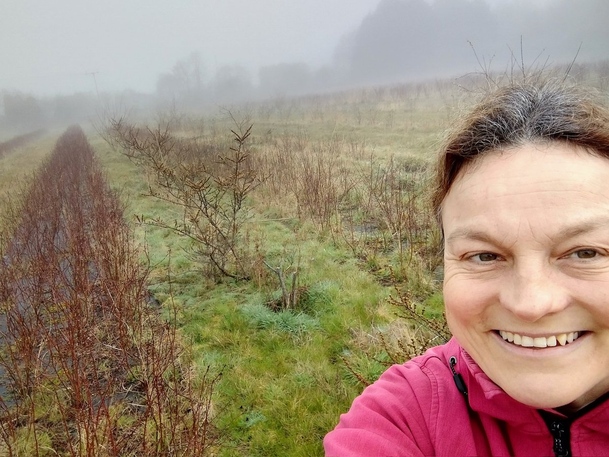 Pershore Juneberries tweet media