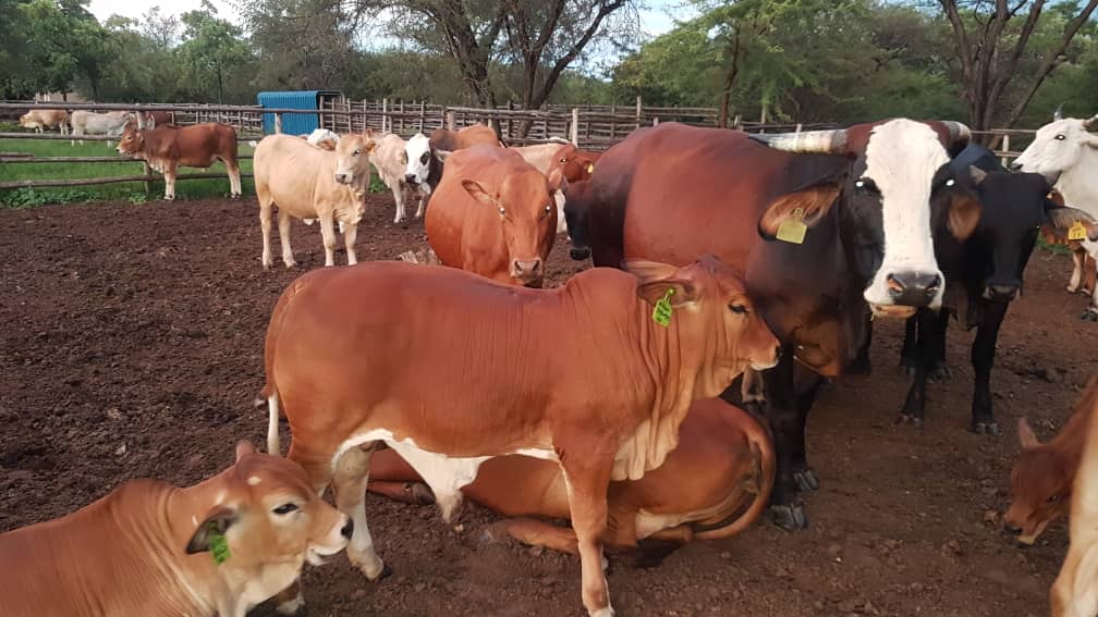 Davis Cattle Company on Twitter ""Mafuta" the bull calf has found a