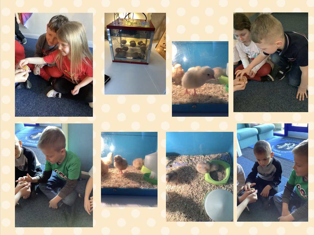 IPMATGirnhill's tweet photo. Rabbits have LOVED having the chicks! We have been learning all about a chickens lifecycle for science week and have been able to experience it in real life #GIRNHILLrabbits #GIRNHILLscience #IPMATGIS #IPMAT_CEO https://t.co/9sgyGzorEY