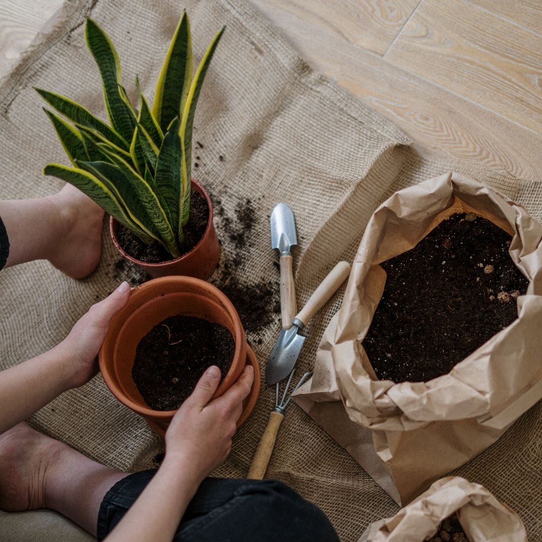 Spring is the best time to repot your house plants so that actively growing roots will have enough time to grow into newly added potting mix! 
A nice mindfulness exercise for you, or an hours entertainment for the little ones 🌱🌵