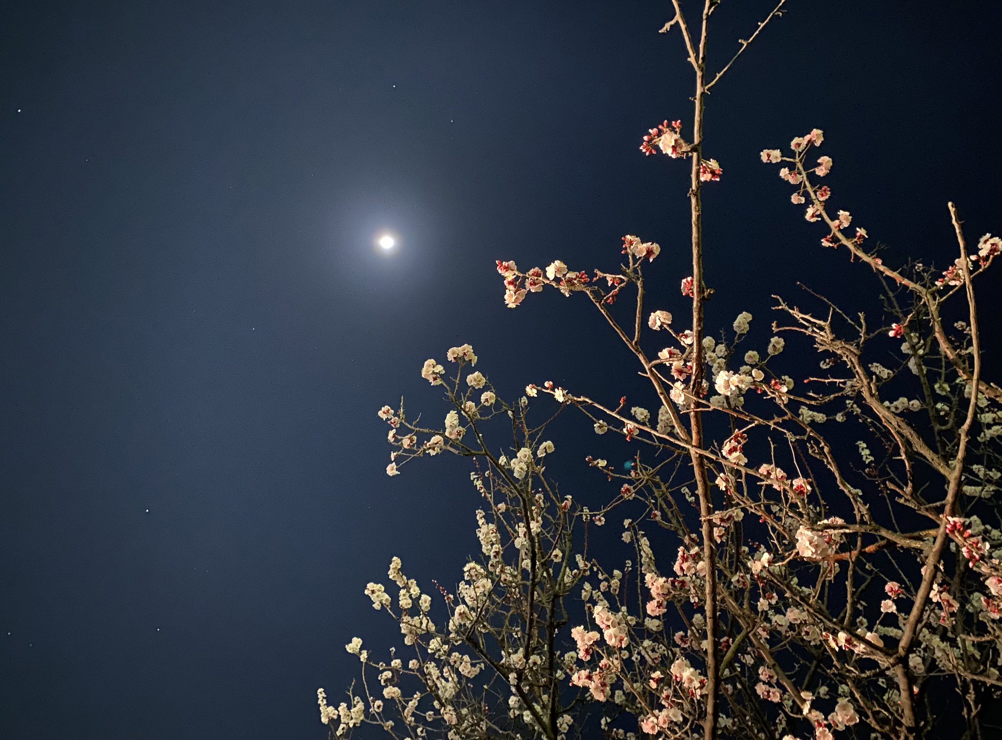 Donuts Hole 昨日とは打って変わって冷たい雨が降っています 古い職人さんには東北出身の方が多いです 出稼ぎに来た体力のある男性なら体一つで仕事ができる 当時としては稼ぎも良い仕事だったようで そのまま働くようになったのだとか 春になると