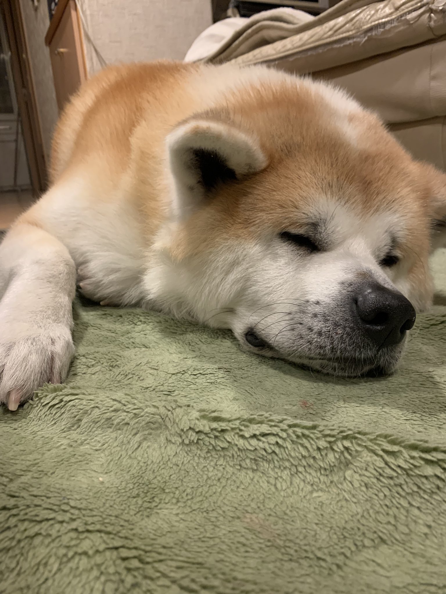 秋田犬 わさび Wasabikun1112 Twitter