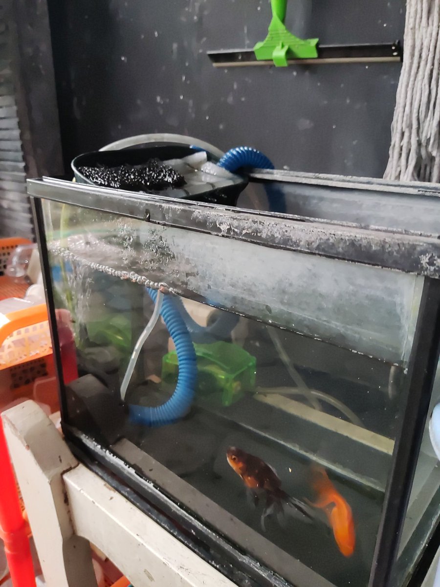 Ikan kecilku dengan filter handmade ala ala budget mepet