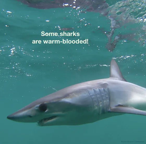 #sharks #scicomm #FactFriday #GreatWhite #makoshark #greatwhiteshark #threshershark