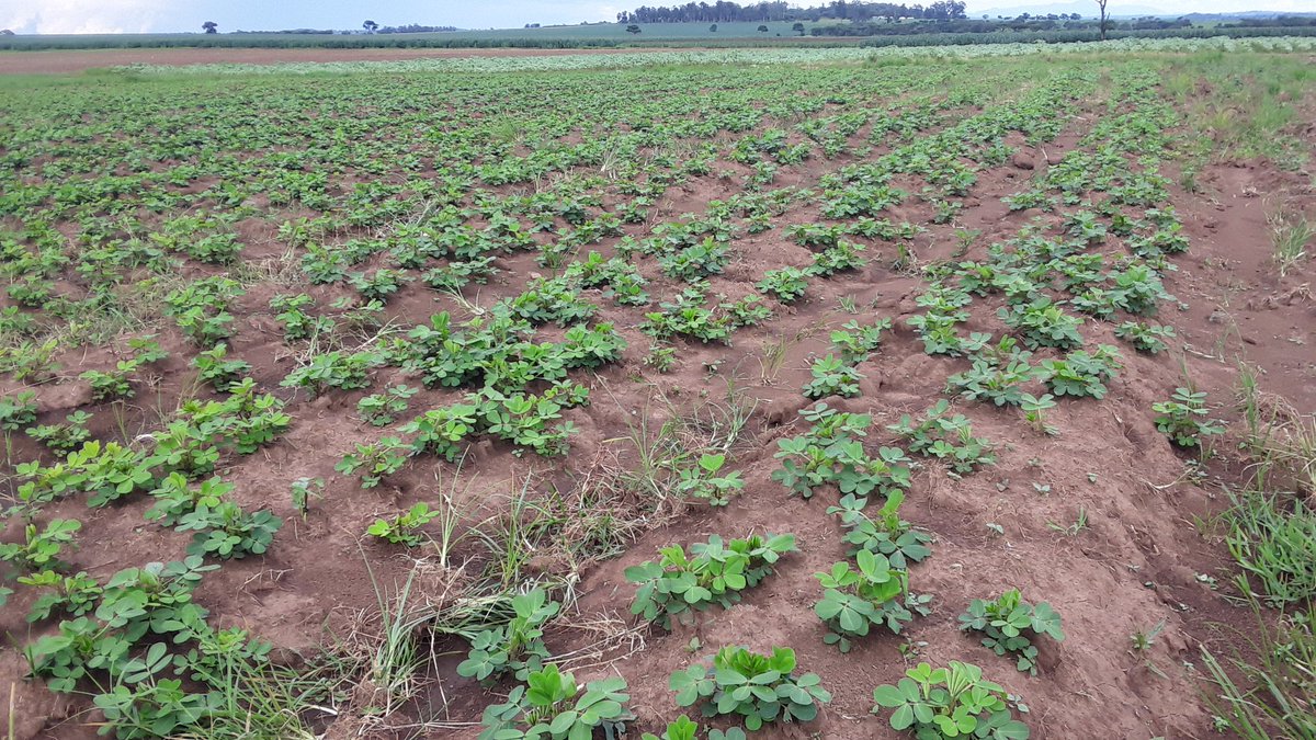 Karanga aina ya Mnanje 2009 kutoka kwa watafiti wazalendo <a href="/TanzaniaTari/">TARI Tanzania official page</a> <a href="/TARITZ10/">TARITZ</a> Naliendele. Karanga hii inatoa mafuta mengi, pia inastahimili ugonjwa wa 'rossette'.

<a href="/AvisaProject/">AVISA Project</a> 
<a href="/OjiewoC/">Chris Ojiewo</a> <a href="/EssegbemonAkpo/">Dr Essegbemon Akpo</a>