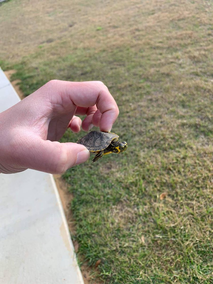 InLikeClint's tweet photo. @interne42111443 ๐๐๐ข #TurtleFriday
Picture courtesy of @Craftysauce. She took it to a nearby pond. https://t.co/D0kFI7aUOj