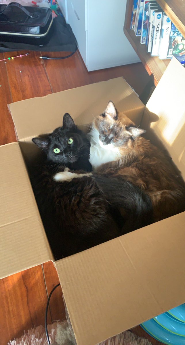 SugarLemonArt's tweet photo. @Neopets This is bear and Odette! They love boxes and warm sunny spots : ) https://t.co/X54a7l1Zqt