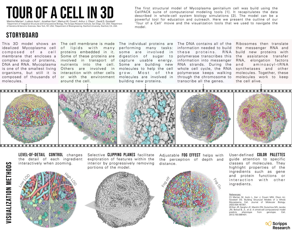 Happy to present my work-in-progress 'Tour of a Cell' movie exploring our 3D model of a whole bacterial cell at the #vizbi2022 poster session 'D'. Check it out ➡️ vizbi.org/Posters/2022/v… <a href="/vizbi/">VIZBI</a>
