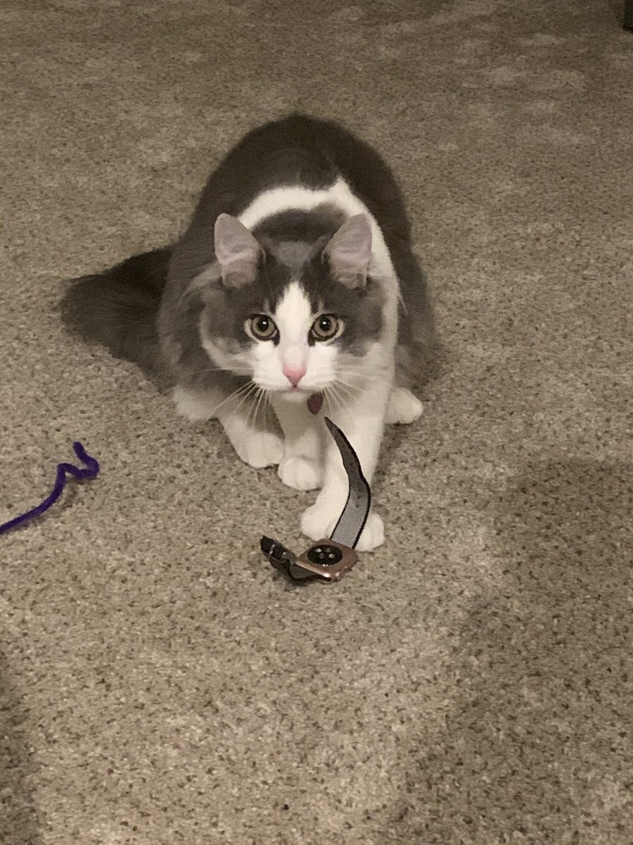 djfox311's tweet photo. @ellle_em My (2) mother has purchased a ‘watch’ with a delightful strap. Sharing is important so I take the watch from moms drawers and carry it around the house to chew on. She is upset by this although I’ve only chewed through 2 straps so far 🤷‍♀️ AITA https://t.co/rHyhZByKfN