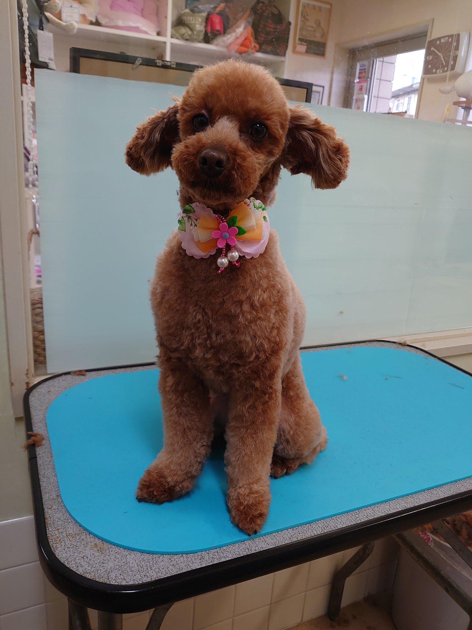 Thunder いつもお預かりでご来店のプードルちゃん 今日はカットコースでご来店です マイクロバブルと炭酸泉のお風呂に入ってフワモコです トリミングサロン Trimmingsalon トイプードル プードル ムスタッシュ T Co Cspethjktt