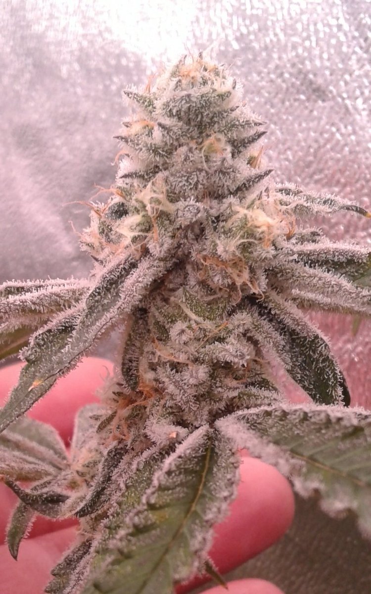 Day 43 of flower Mi Pure f3's grown under Optics led using <a href="/theurbanremo/">REMO</a> nutes along with <a href="/MIIMHort/">MIIM Horticulture Ltd.</a> in <a href="/promixgardening/">PRO-MIX GARDENING</a> #vpd around 1.3-1.4 💚 #cannabis #growyourown #CannabisCommunity