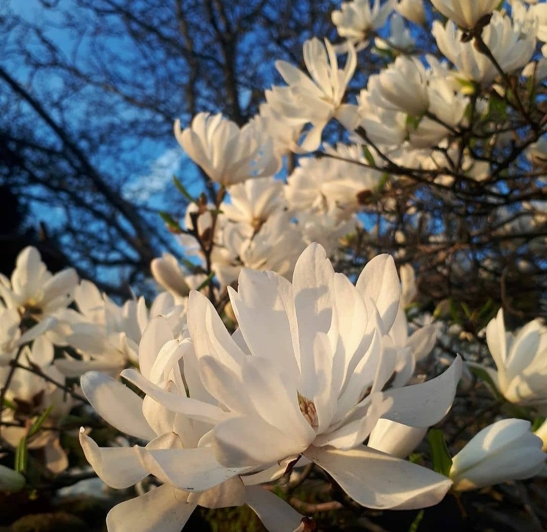 Magnolia mania continues 🤯
#magnoliaflowers #flowers #gardens #gardening #spring #FridayFeeling #fridayvibes